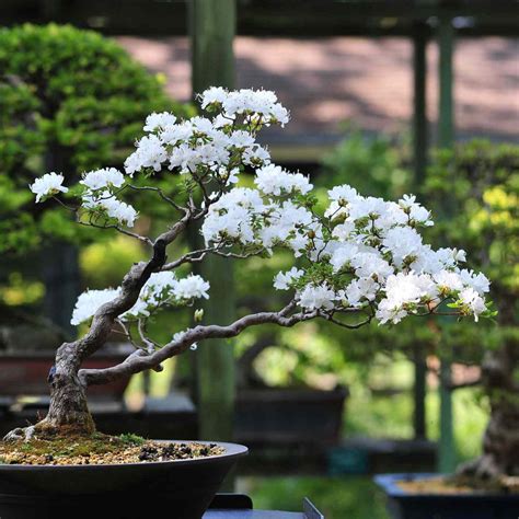 easiest bonsai tree